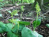 Orchis, kever-